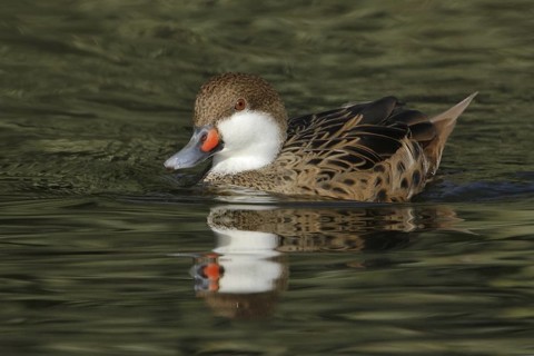 White-cheeked Pintail (Anas bahamensis), Arizona, USA