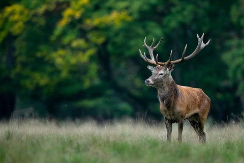 Red deer (Cervus elaphus) in rut, Klamptenborg, Copenhagen, Denmark