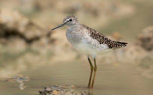 Wood Sandpiper (Tringa glareola) standing on muddy ground, sreepur, Gazipur, bangladesh