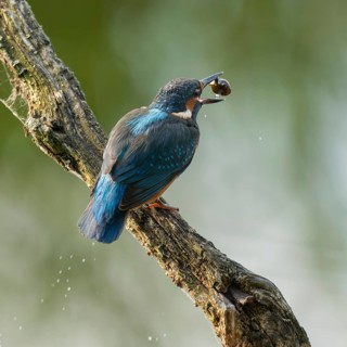 Kingfisher (Alcedo atthis) sitting on an old branch, perch, with tadpole prey in its beak, Lower