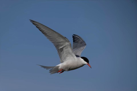 Common Tern (Sterna hirundo), Texel, Netherlands