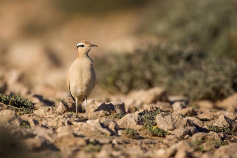Cream-colored Courser (Cursorius cursor) perched on the ground, Fuerteventura, Spain