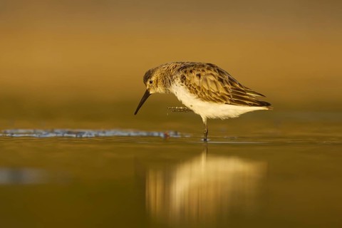 Dunlin (Calidris alpina) foraging, North Rhine-Westphalia, Germany