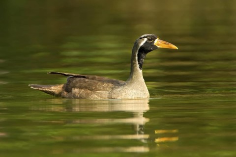 Masked Finfoot (Heliopais personatus) male, Seletar Reservoir, Singapore