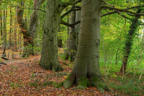 Wald an der Hunte bei Barneführer Holz in autumn, Barneführer Holz, Hatten, Lower Saxony, Germany