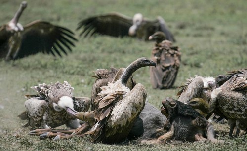 White-backed Vulture (Gyps africanus) adult feeding together with several Barred Vultures (Gyps