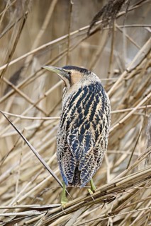 Bittern (Botaurus stellaris), camouflaged standing on reeds, Flachsee nature reserve, Canton