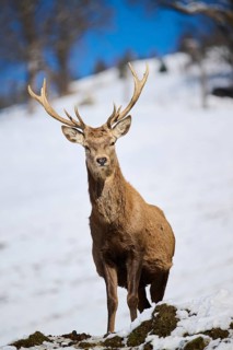 Red deer (Cervus elaphus) stag on a snowy meadow in the mountains in tirol, Kitzbühel, Wildpark