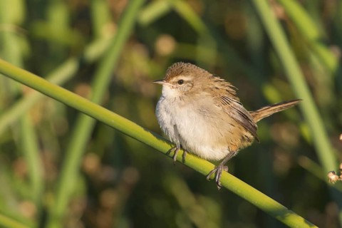 Little Grassbird (Megalurus gramineus), Victoria, Australia
