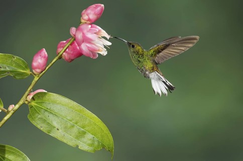 Coppery-headed Emerald (Elvira cupreiceps), Costa Rica