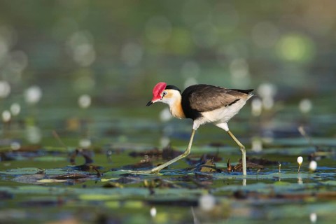 Comb-crested Jacana (Irediparra gallinacea), Queensland, Australia