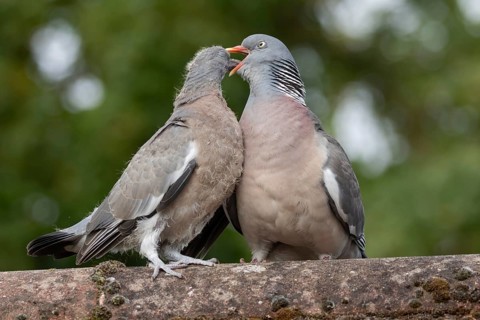 Wood pigeon (Columba palumbus) adult parent garden bird feeding a juvenile baby squab bird on an