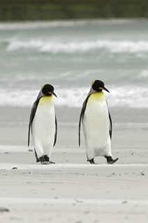 King Penguin (Aptenodytes patagonicus), Falkland Islands