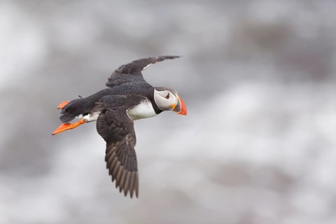 Atlantic Puffin (Fratercula arctica) flying, Iceland
