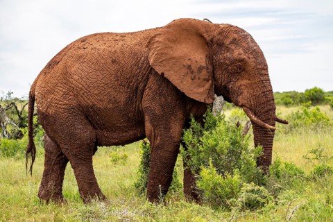 African elephant (Loxodonta africana), Addo Elephant National Park, Eastern Cape, South Africa