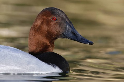 Canvasback (Aythya valisineria) male, Arizona, USA