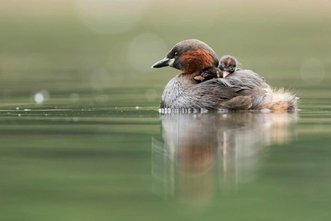 Little Grebe (Tachybaptus ruficollis) with chicks, Hesse, Germany