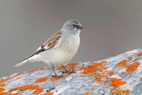 Snowfinch (Montifringilla nivalis), Valais, Switzerland