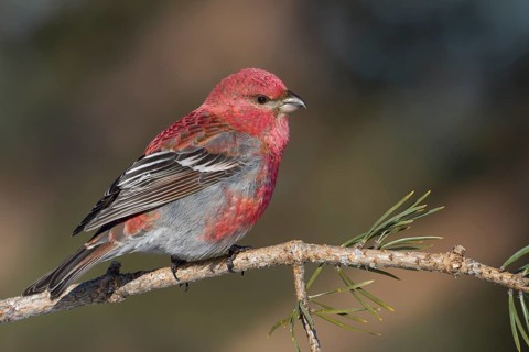 Pine Grosbeak - Hakengimpel - Pinicola enucleator, Finland, adult male