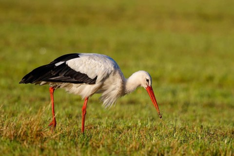 White Stork (Ciconia ciconia) foraging, North Rhine-Westphalia, Germany