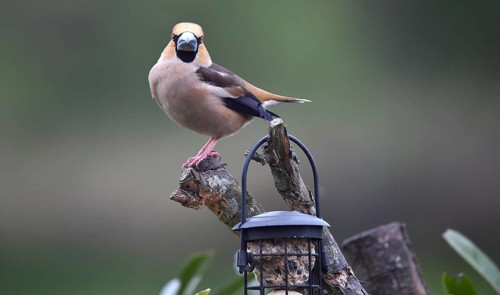Hawfinch (Coccothraustes coccothraustes) sitting with the fat balls, Schleswig-Holstein, Germany