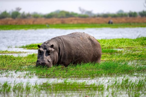 Hippopotamus (Hippopatamus amphibius), grazing in the shallow water of a lake, Okavango Delta,