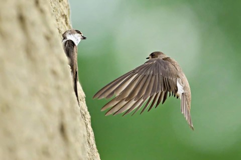 Sand martin (Riparia riparia), approaching the breeding tube, Reussegg nature reserve, Canton