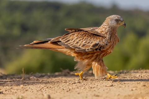Red kite (Milvus milvus), on the ground, Catalonia, Spain