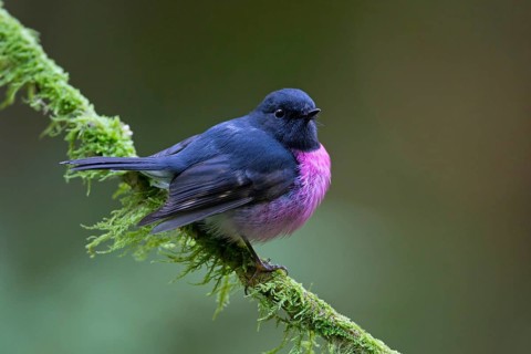 Pink Robin (Petroica rodinogaster) male perched on a mossy branch, Victoria, Australia