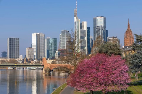 The ornamental cherries on the banks of the Main in Frankfurt start to bloom at spring arrival,