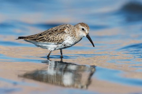 Dunlin (Calidris alpina) foraging, Eilat, Israel