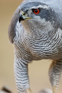 Northern Goshawk (Accipiter gentilis), adult male, Castile and Leon, Spain