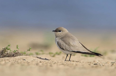 Small Pratincole (Glareola lactea), Uttar Pradesh, India