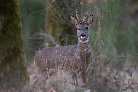 Roebuck in spring, Bitburg, Rhineland-Palatinate, Germany