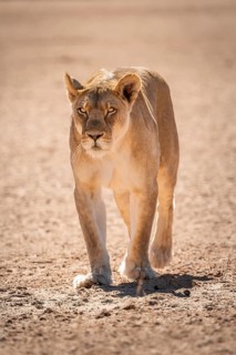 Lioness (Panthera leo) walking towards camera, Kgalagadi Transfrontier National Park, Northern