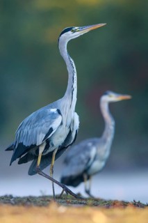 Grey Heron (Ardea cinerea) in a threathening posture, North Rhine-Westphalia, Germany