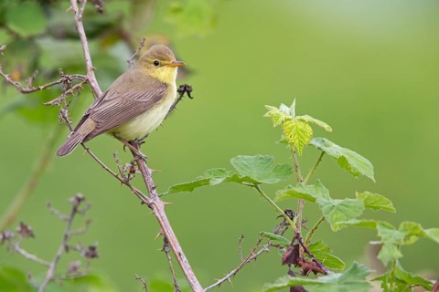 Orpheus warbler, (Hippolais polyglotta), Hypolaïs polyglotte, animals, birds, songbirds, reed