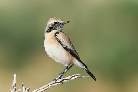 Desert Wheatear (Oenanthe deserti homochroa) Eilat, Israel