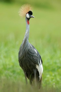 Grey Crowned Crane (Balearica regulorum), Uganda