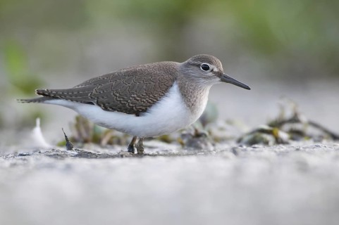 Common Sandpiper (Actitis hypoleucos), Thuringia, Germany
