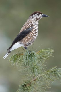 Spotted Nutcracker (Nucifraga caryocatactes), St. Gallen, Switzerland