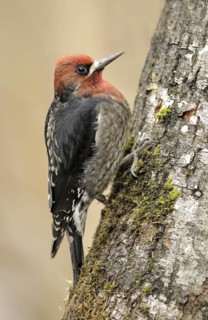 Red-breasted Sapsucker (Sphyrapicus ruber), British Columbia, Canada