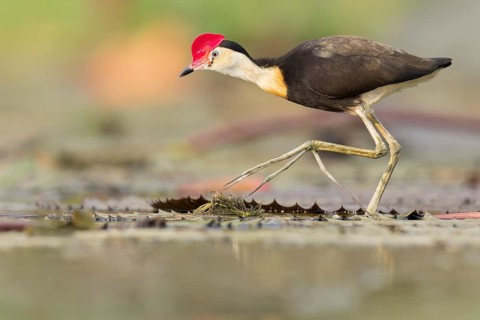 Comb-crested Jacana (Irediparra gallinacea) in a wetland area in Papua New Guinea