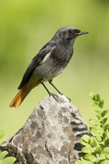 Black Redstart (Phoenicurus ochruros) male, St. Gallen, Switzerland