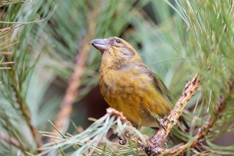 A male red crossbill or common crossbill (Loxia curvirostra) sits in a tree. Bavaria, Germany