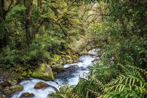 Landscape in New Zealand with river and forest. Waterfalls Marian Falls, Fiordland National Park,