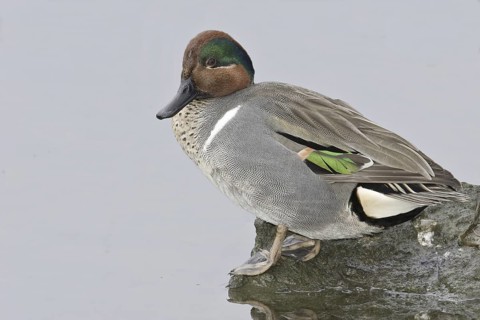 Green-winged Teal (Anas carolinensis) male, California, USA