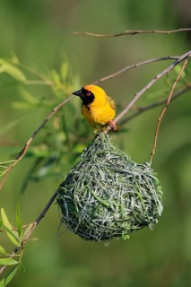 Masked Weaver (Ploceus velatus), adult, male, at the nest, alert, Pilanesberg National Park, North