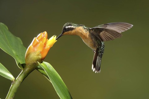 Purple-throated Mountaingem (Lampornis calolaemus) female flying while feeding at a flower, Bosque