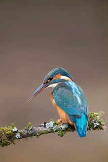 Common kingfisher (Alcedo atthis) adult female bird on a tree branch, England, United Kingdom